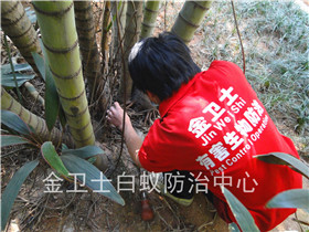 龍崗區(qū)龍翔路公園大地白蟻防治服務(wù)